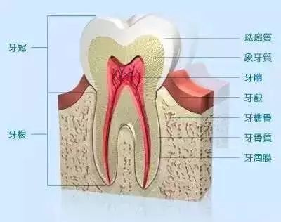 这些牙齿结构中,牙龈,牙周膜是软组织(具有弹性和韧性),牙槽骨是坚硬