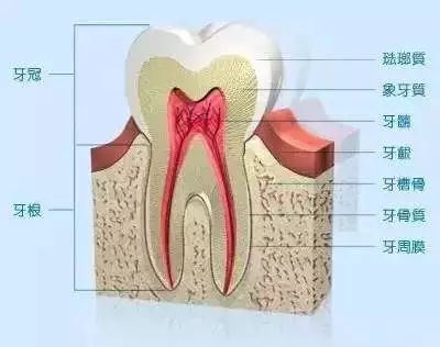 这些牙齿结构中,牙龈,牙周膜是软组织(具有弹性和韧性,牙槽骨是坚硬