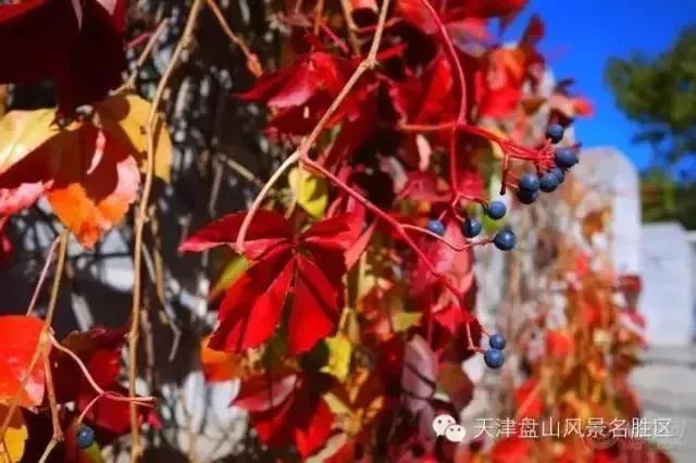 擴散 | 盤山紅葉節來了！一起去邂逅絢爛的極致秋色！ 旅行 第9張