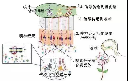 除了常见的鼻息肉和鼻窦炎,占鼻腔肿瘤3%的嗅母细胞瘤也是导致嗅觉