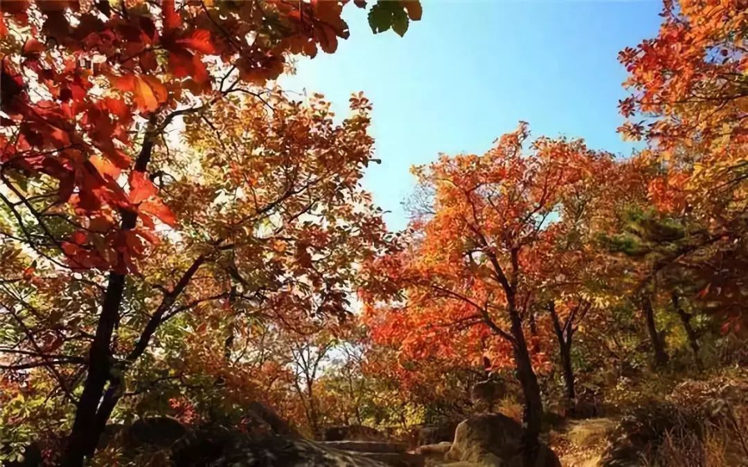 擴散 | 盤山紅葉節來了！一起去邂逅絢爛的極致秋色！ 旅行 第10張