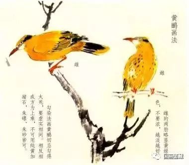 黄鹂的简单画法,零基础国画黄鹂鸟的画法详解