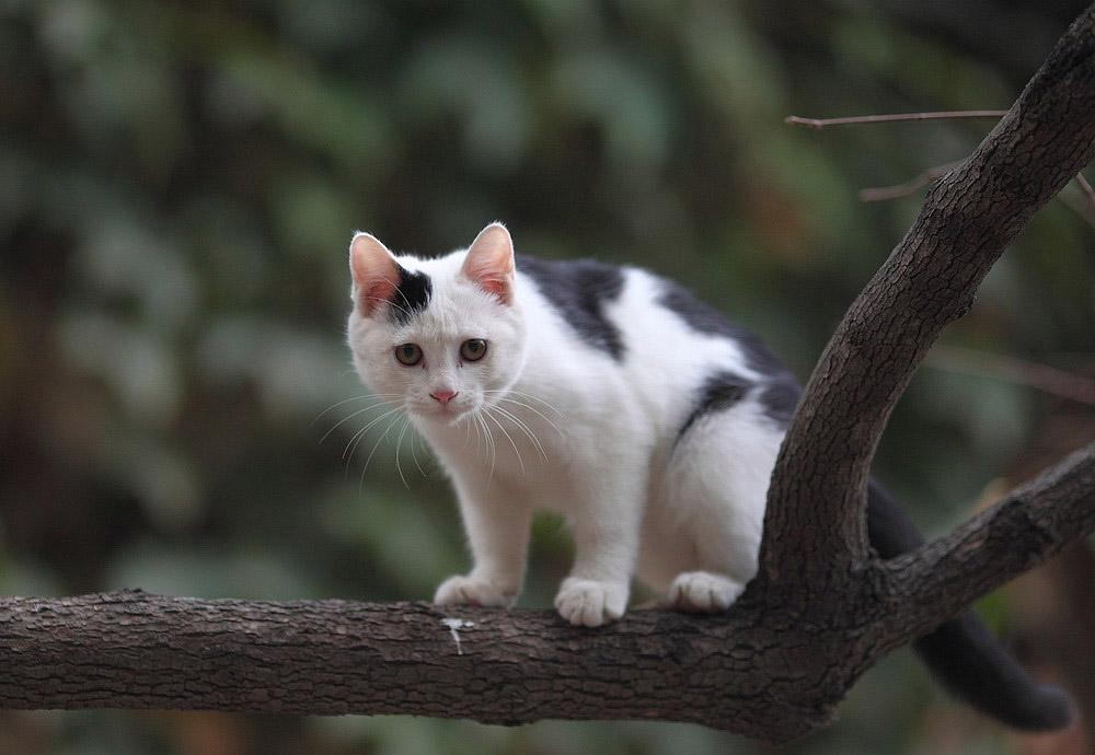 遇到了小猫怎么办