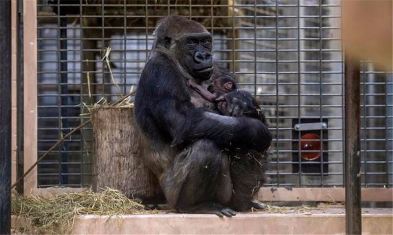 动物园大猩猩产下一只幼崽,当工作人员看到小猩猩后愣住了!