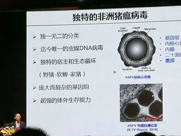 一, 独特的非洲猪瘟病毒