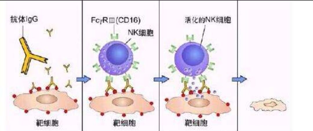 那么通过补充自然杀伤细胞(nk,cik)来监控,清除受损突变的细胞,来最大