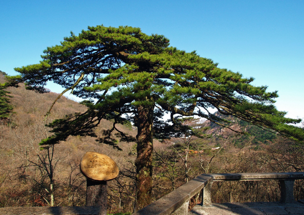 【组图】黄山有十大奇松,迎客松最值钱被质疑是假树,真正枯死的是这棵