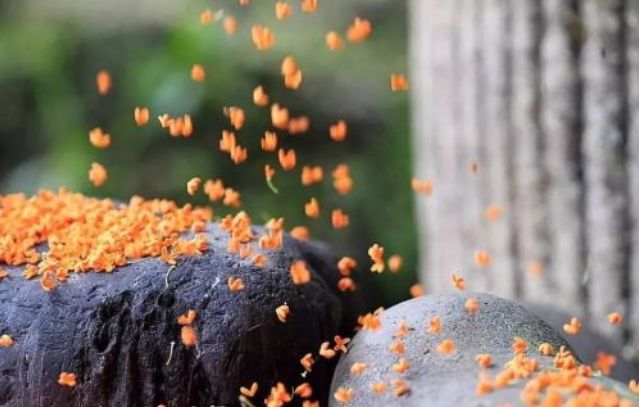 厚实的花朵 掩映在高高低低的桂叶中 白居易有诗写道 山寺月中寻桂子