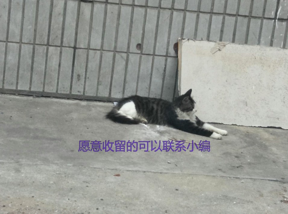 遇到了小猫怎么办