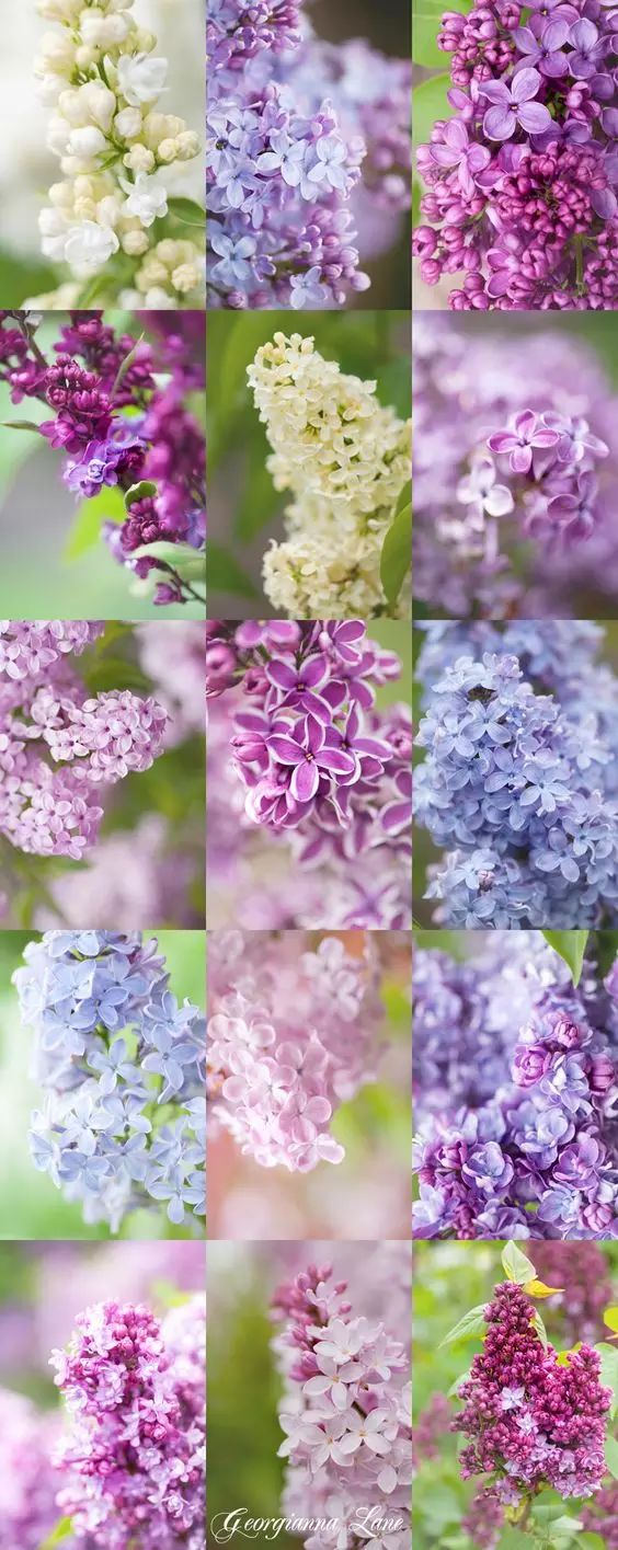 丁香花有两种颜色,一种是浅紫色,一种是乳白色.