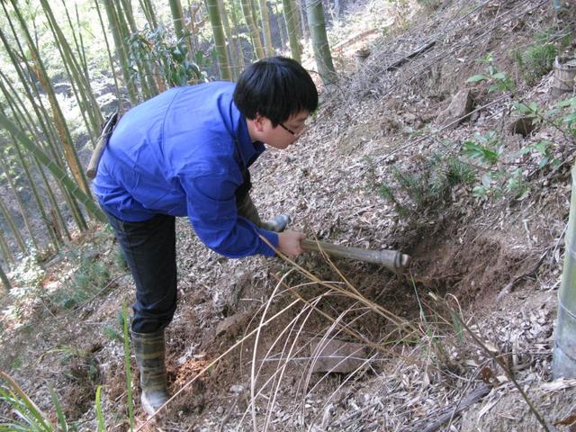 又到挖毛竹冬笋的季节农村奶奶说了三步学会轻松挖到冬笋