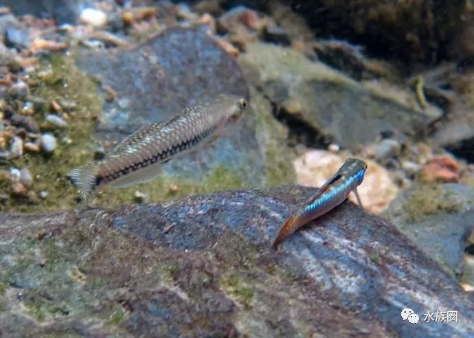 水族圈带您探寻stiphodon虾虎鱼的原生栖息地.