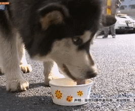 迷路阿拉斯加吃垮派出所，警察蜀黍：它一顿能吃一斤狗粮！