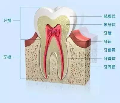 我犹豫了._牙槽骨