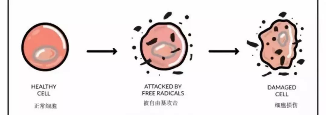 深度探索——自由基和抗自由基系统_氧化