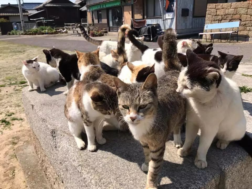 在日本四国,有一座神奇的猫咪天堂岛.