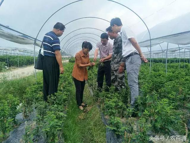 五指山市肖彤斌副市长走进田间地头,指导农户树仔菜种植管理技术