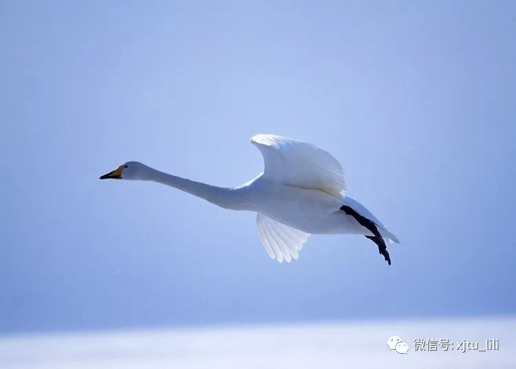 泰戈尔的鸿鹄