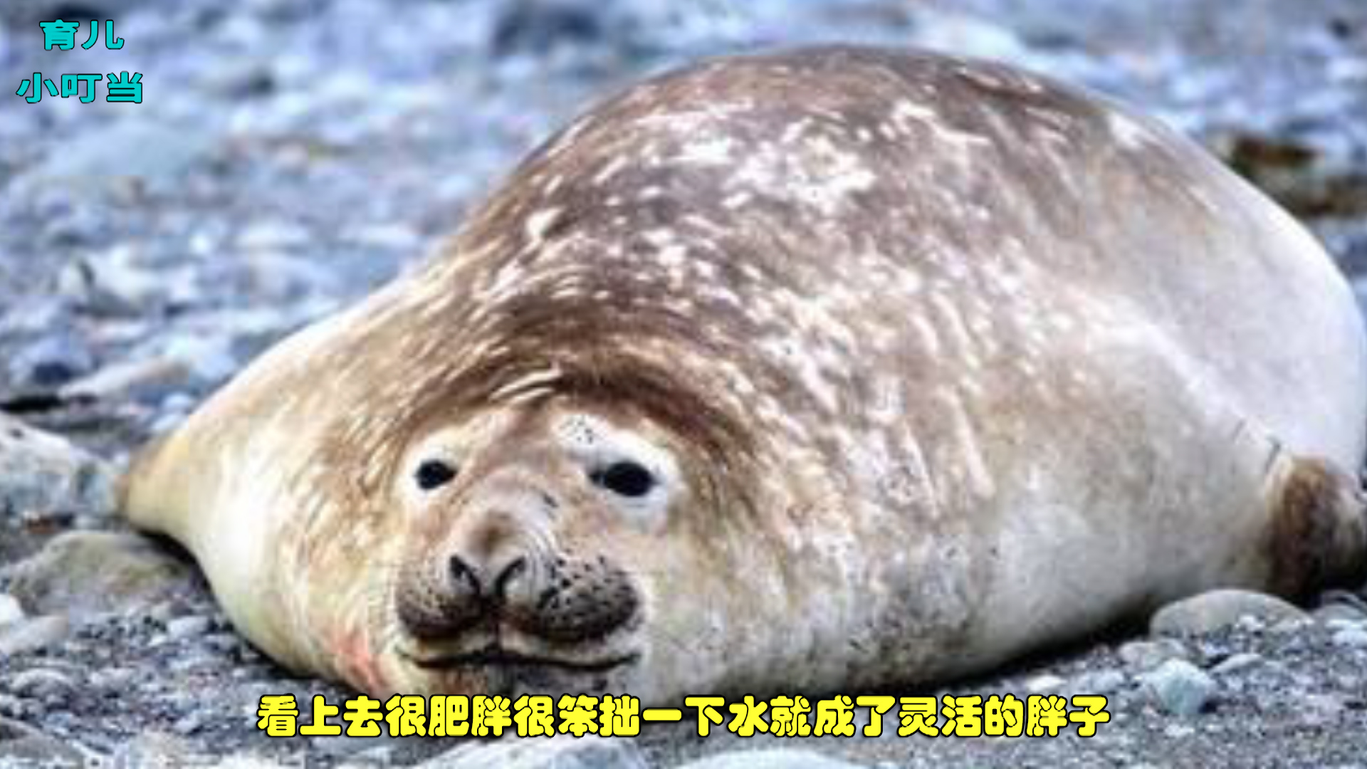 海豹也是比较聪明的海洋生物.