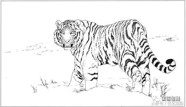 工笔画老虎的绘画过程技法(附高清白描虎60幅)