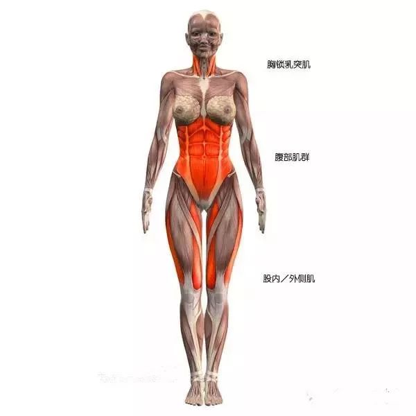 体式肌肉解剖图