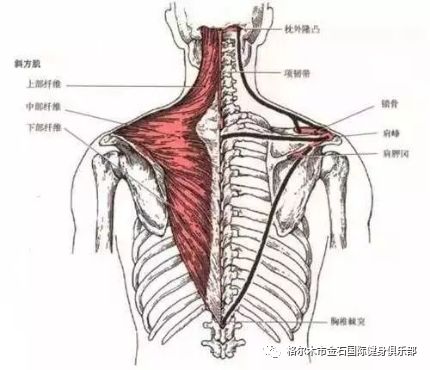 Ⅳ 损伤的症状 1) 肩胛骨之间的灼热疼痛 2) 止点附着肩峰处疼痛和
