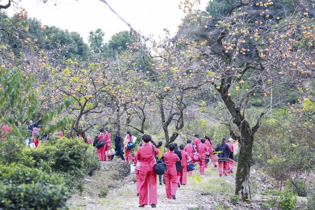 岁岁年年柿柿红临浦首届梅里方顶柿丰收节火热开启