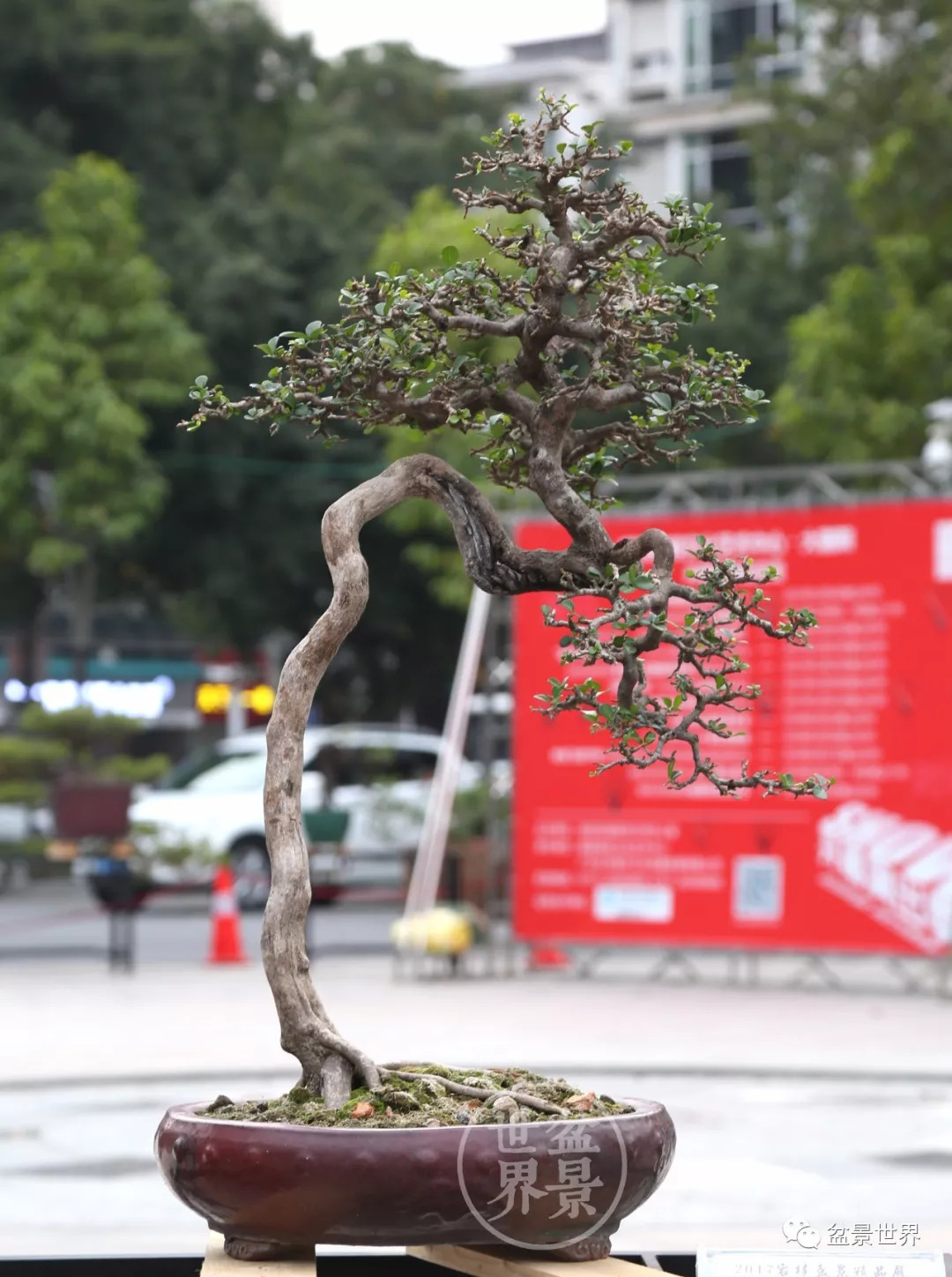 《苍翠》(九里香,树高120cm) 容桂人注重盆景作品及制作技艺的有序