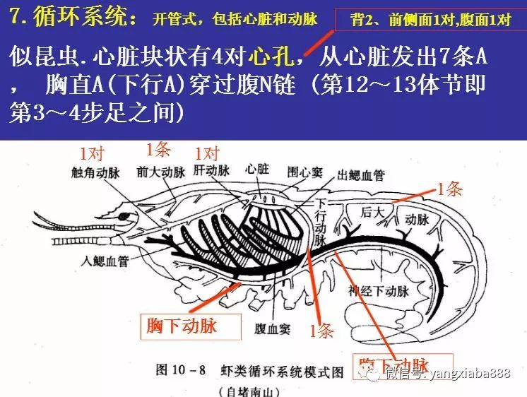 【周末课堂】高清图解:对虾的内部构造!养虾人请收藏