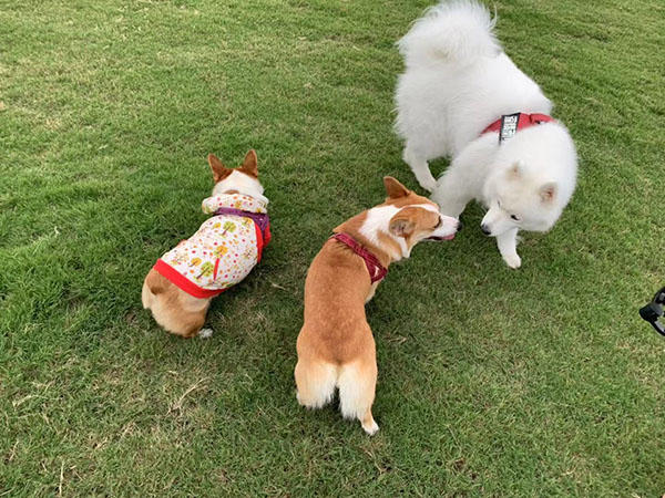 萨摩耶秋游草场遇到柯基,开心地疯狂追逐,软糖:两个都