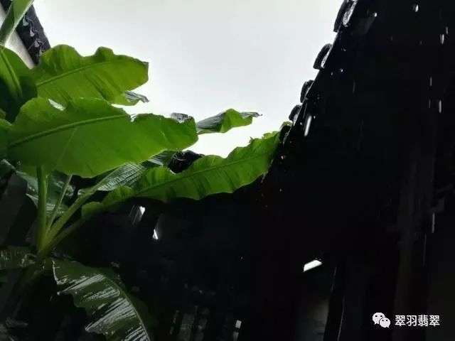 听雨打芭蕉迷失绿意中