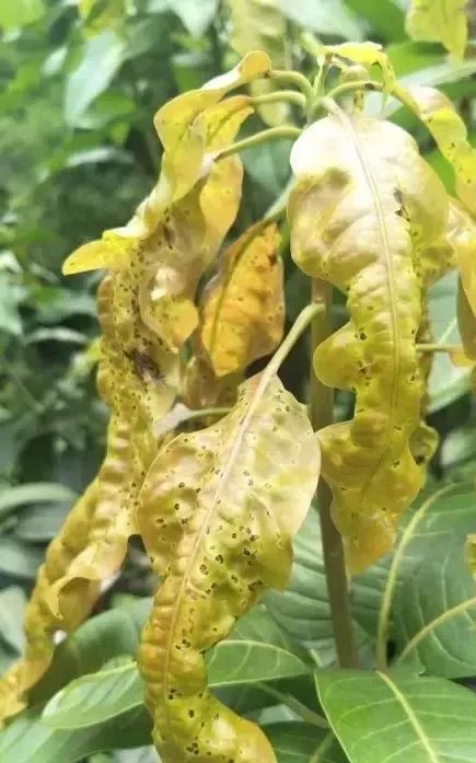 怀疑是不是自己用错了药,产生的药害,其实都不是,这只是叶瘿蚊的危害