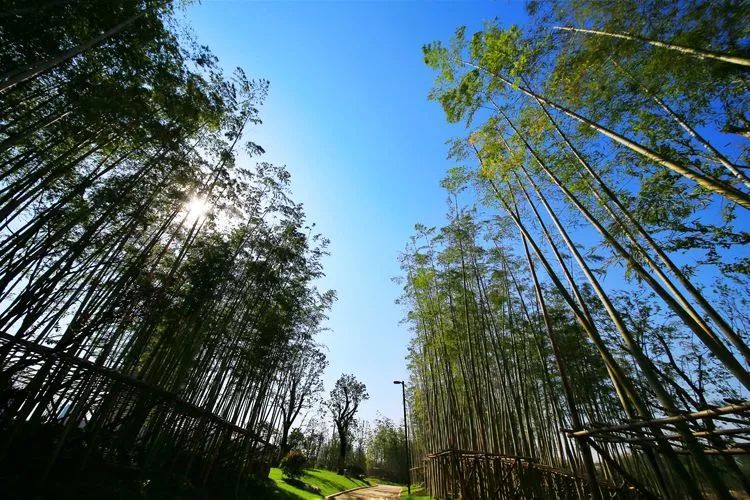 颍上不仅有八里河和管仲老街景区,还有美丽的"皖北竹海"