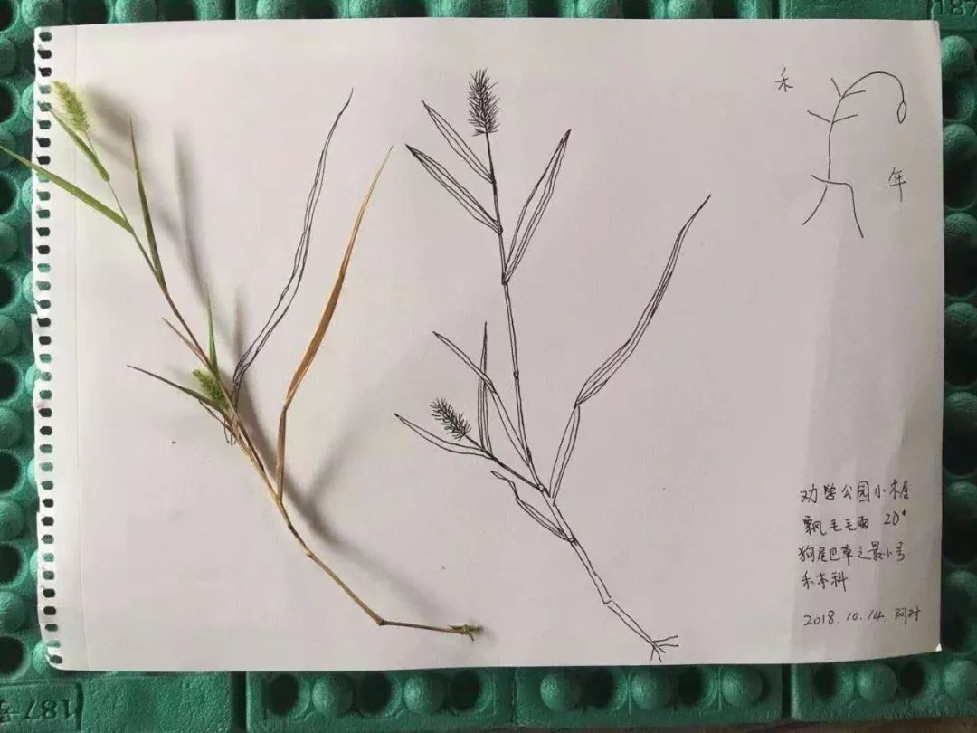 回顾| 圆蜗牛老师的自然笔记——第二画·线描整株植物