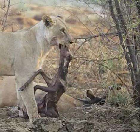 母狮猎羚羊一口咬下发现羚羊怀孕下一刻它的反应太诡异