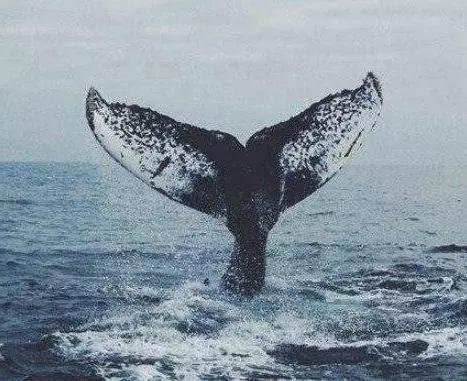 心理学:四条鲸鱼尾巴,哪个最吸引你?测出你被淹没了什么才华?