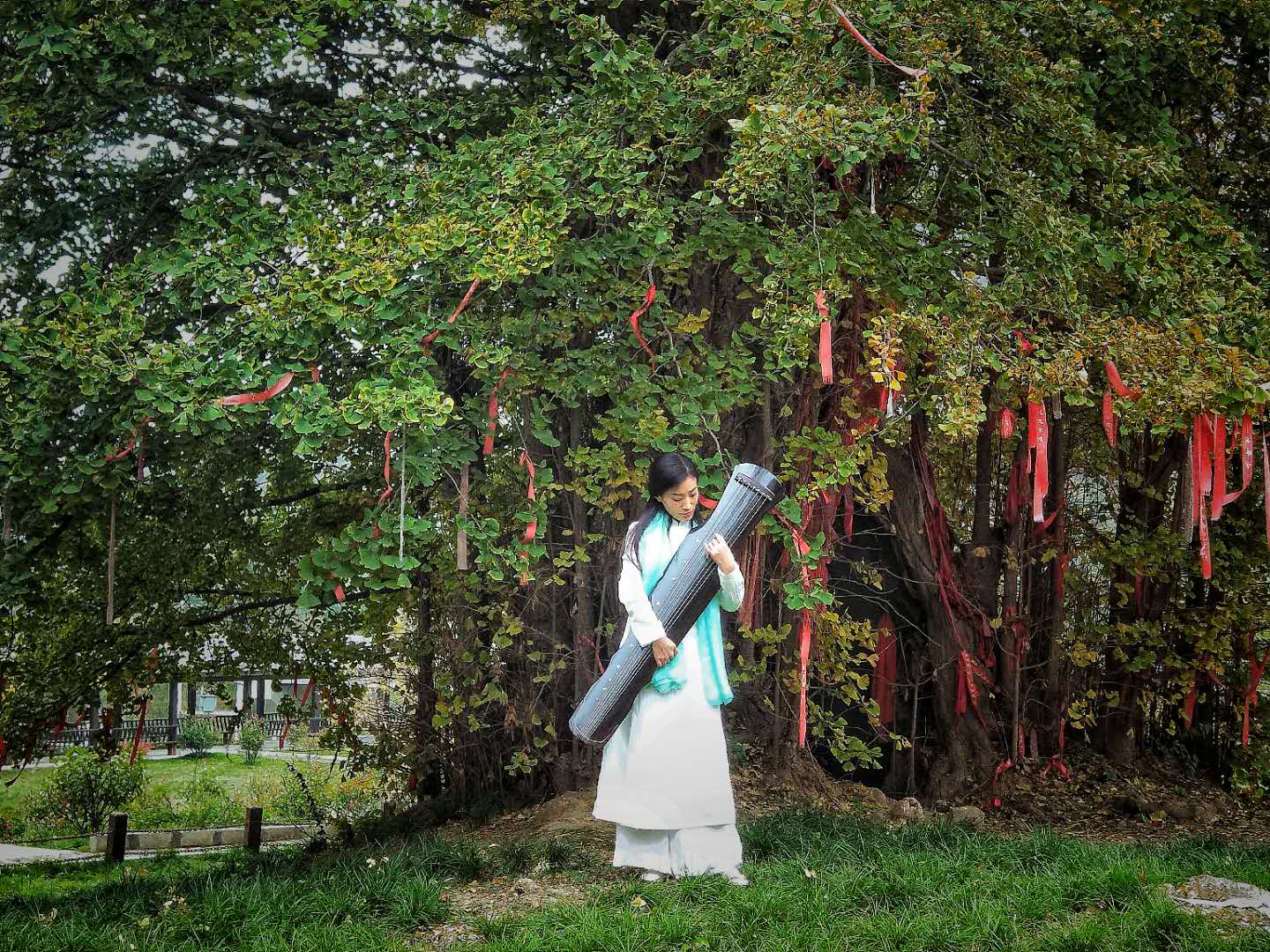 站在四千年的古银杏树下,抱古琴弹奏一曲《高山流水,风花雪月,共度