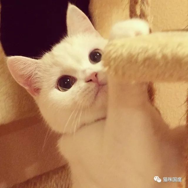 猫咪总是偷偷看铲屎官,一点也不知道害羞