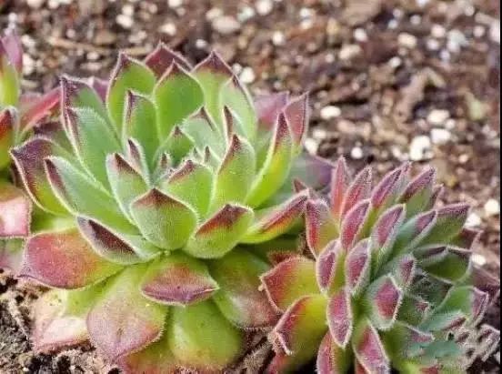 pinky sempervivum"bedivere" 诺曼sempervivum normann 红勋花