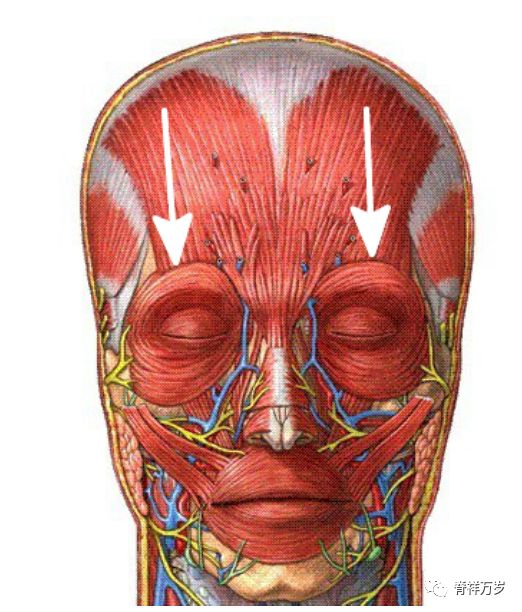 4. 颧大肌和颧小肌——颧大肌和颧小肌是主要的笑肌. 肌连接