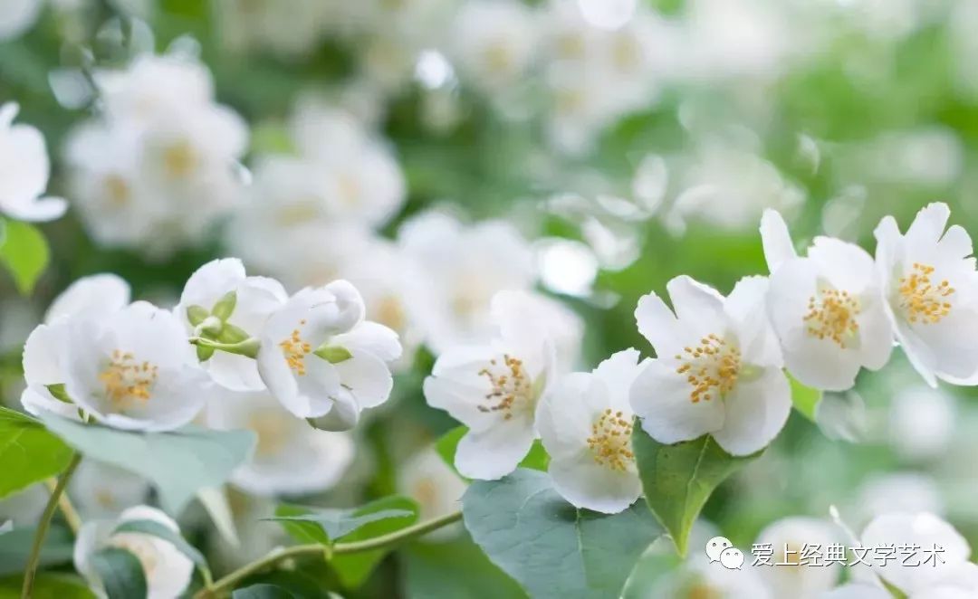 陌上柔桑朗诵茉莉花开作者梦中的绿洲