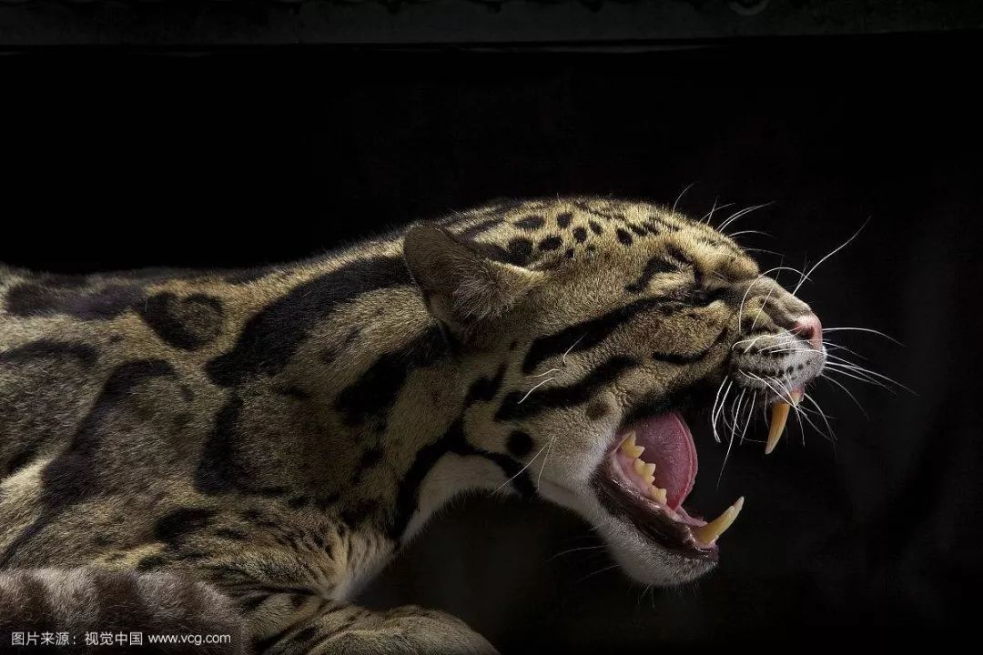 【央视报道】贡山首次拍摄到世界濒危动物——云豹!