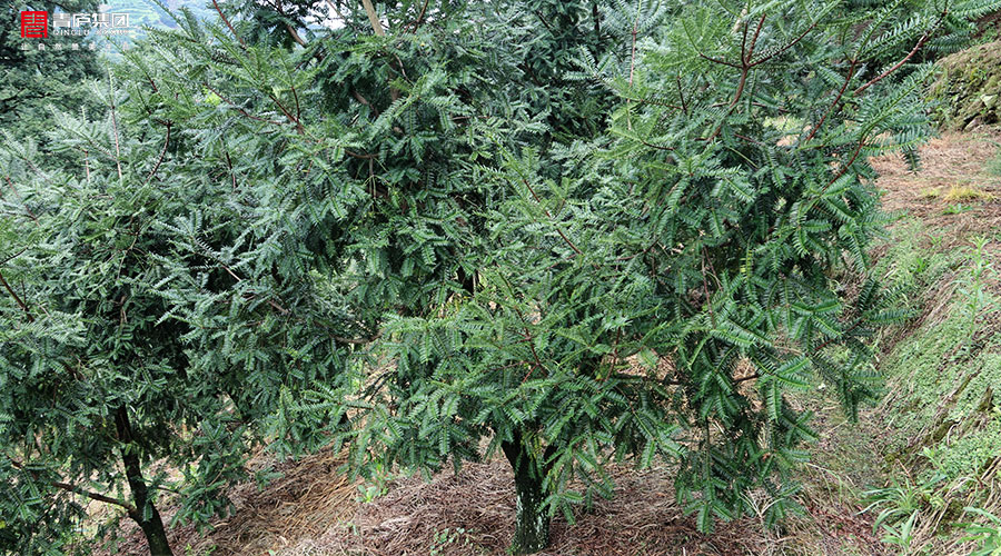 靠山吃山,武宁人靠香榧吃饭,财富从一棵香榧树开始