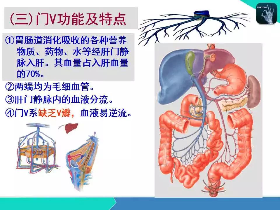 精品课件| 肝胆,门静脉解剖