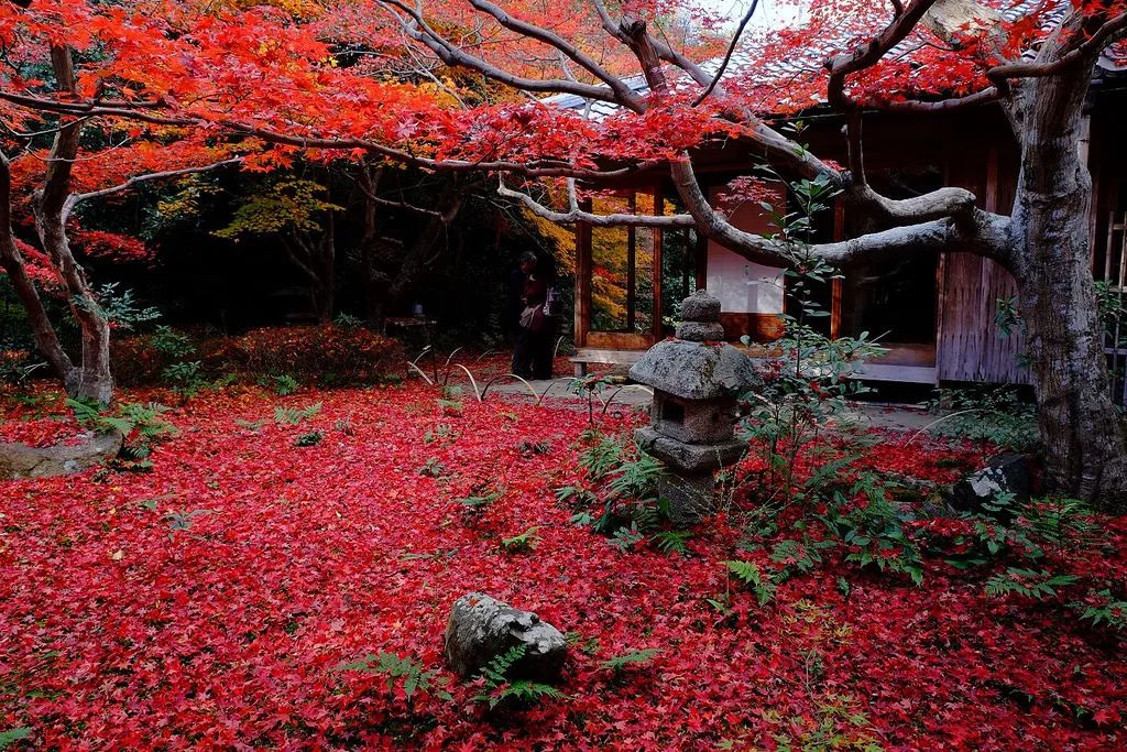 京都 名古屋 福冈 日本大众旅行地的小众赏红叶指南 时间