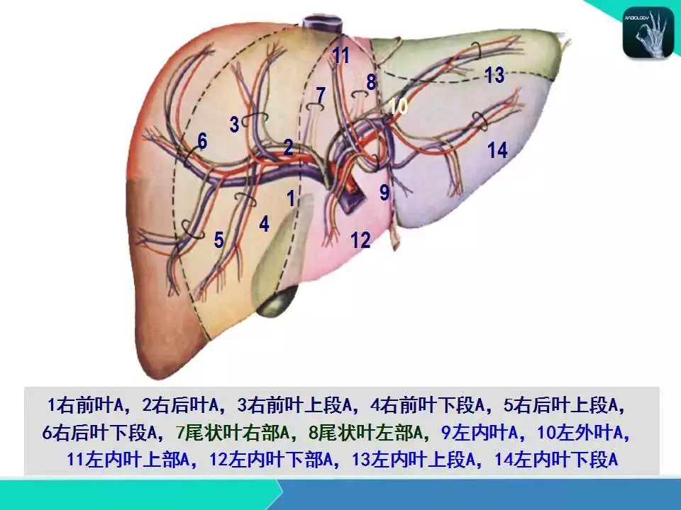 精品课件| 肝胆,门静脉解剖
