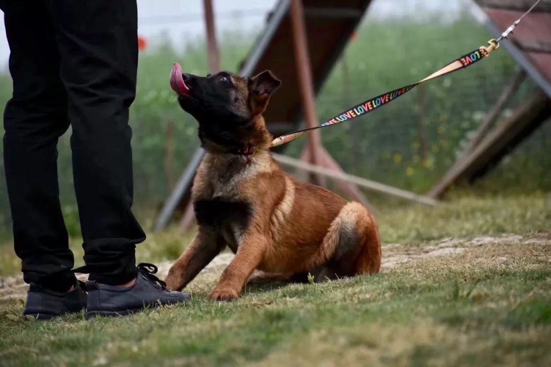 什么是好马犬有无白胸重要吗