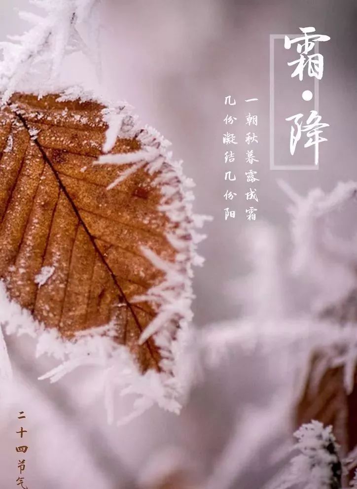 舌尖上的二十四节气│霜降 三白汤