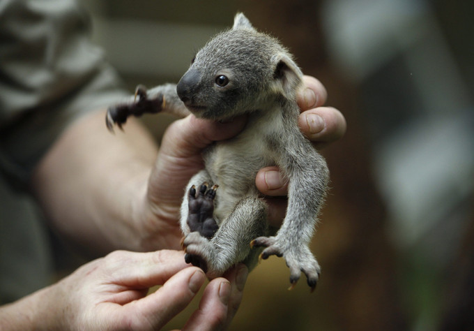 澳大利亚超全动物攻略,别再说你只知道袋鼠和考拉!