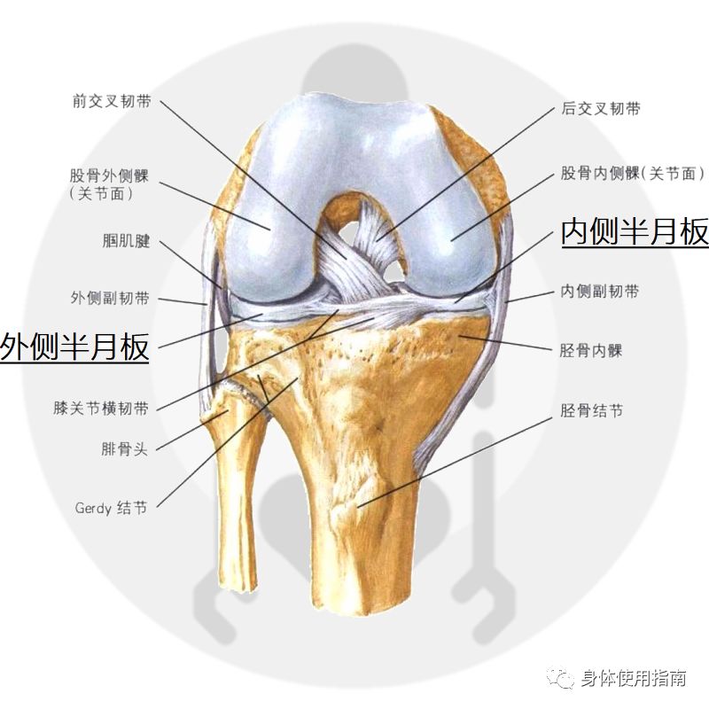 都怕伤了半月板它到底是干嘛用的│身体使用指南